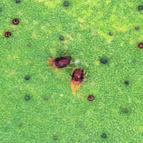 thumbnail for publication: Southern Red Mite, Oligonychus ilicis (McGregor) (Arachnida: Acari: Tetranychidae)